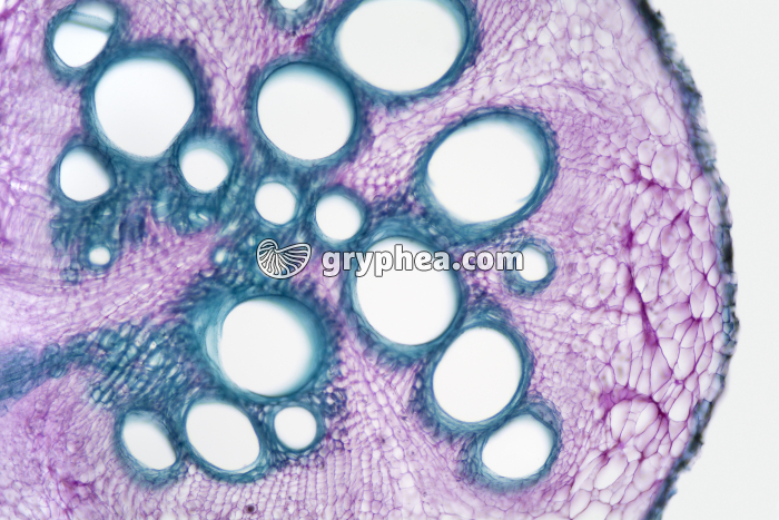 Racine de Courge - structure secondaire CT x25 - gryphea.com